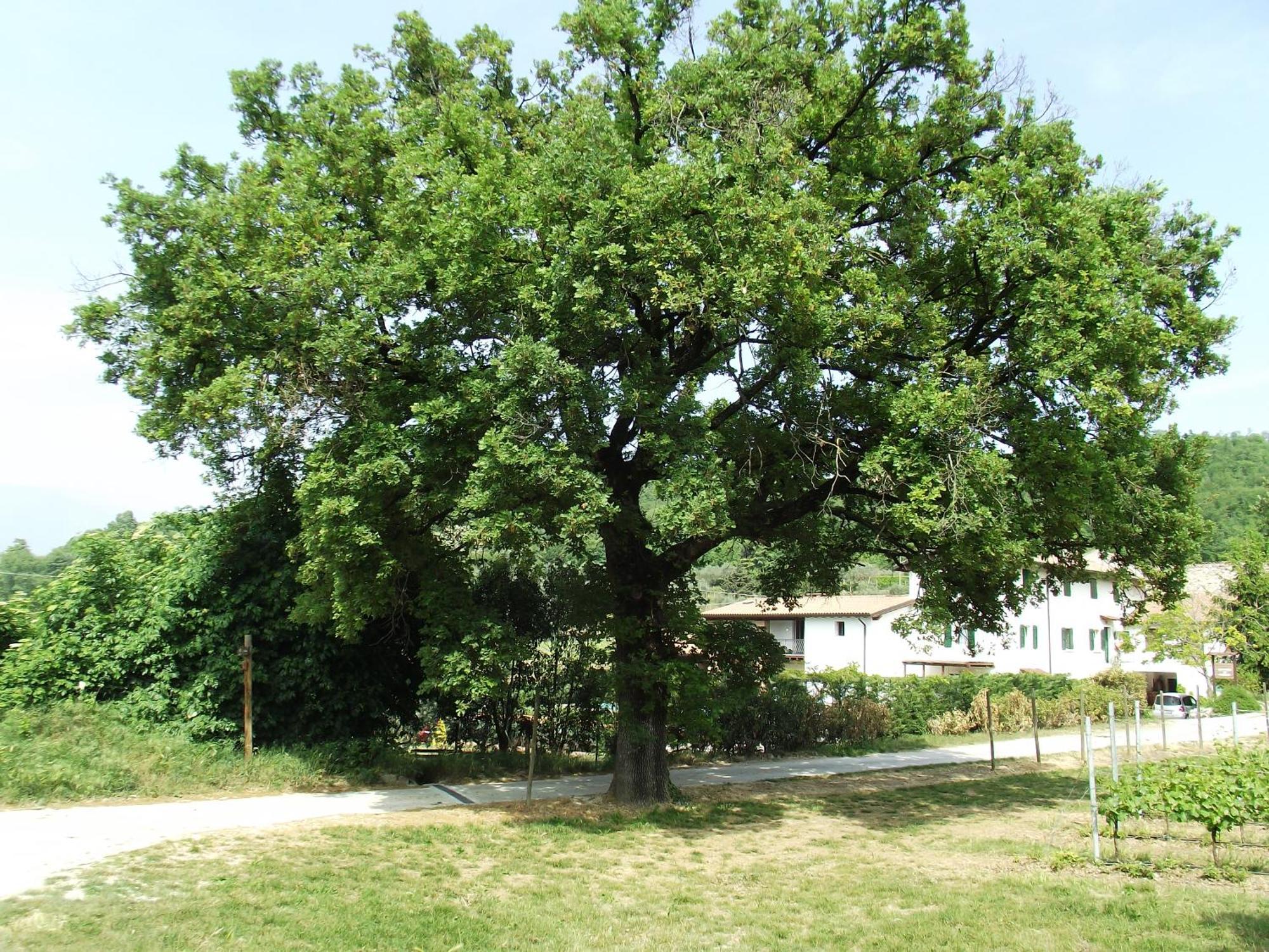 Agriturismo Ca' Castellani Μπαρντολίνο Εξωτερικό φωτογραφία
